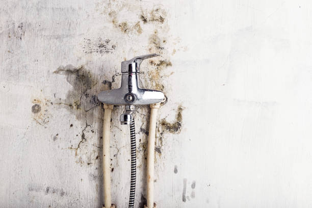 Best Home Mold Removal  in Deforest, WI