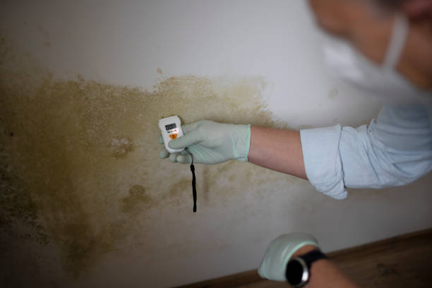 Best Local Mold Removal Service  in Deforest, WI