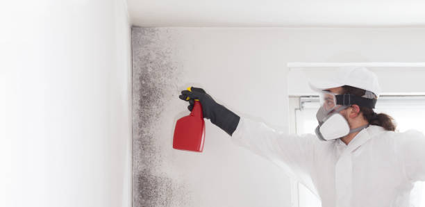 Home Mold Removal in Deforest, WI