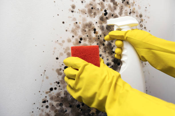 Best Mold Removal Company Near Me  in Deforest, WI