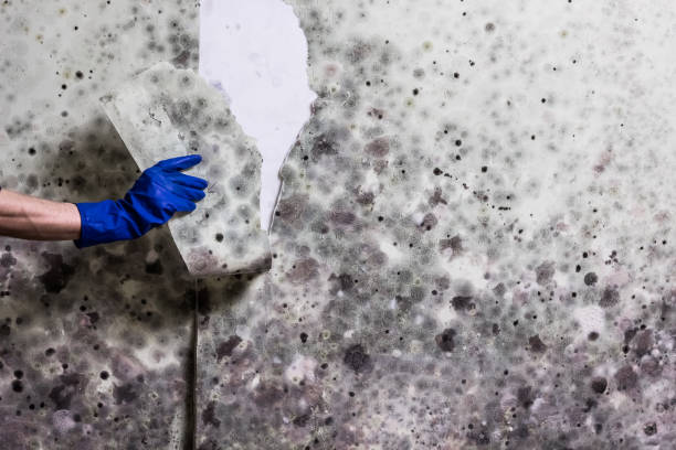 Best Mold Removal and Inspection  in Deforest, WI