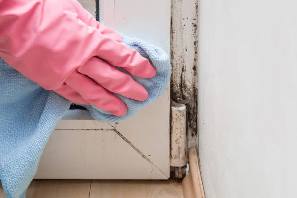 Mold Removal Process in Deforest, WI